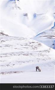 A single reindeer in a dramatic landscape on Spitsbergen Island, Svalbard, Norway