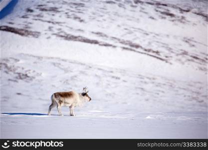 A single reindeer in a dramatic landscape on Spitsbergen Island, Svalbard, Norway