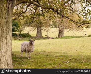 a single sheep standing next to a tree in the shade of a field