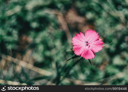 a single small dianthus flower in a field