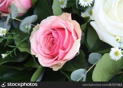 A single solitair pink rose and some green leaves