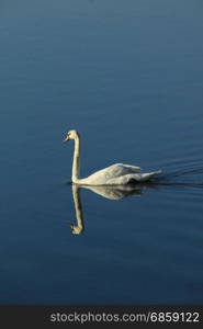 A single swan and his own reflection swimming on quiet water