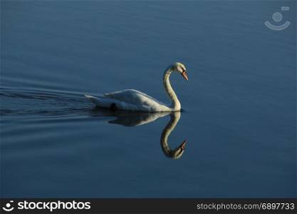 A single swan and his own reflection swimming on quiet water