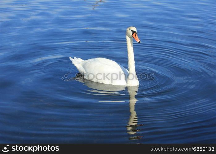 A single swan swimming on quiet water