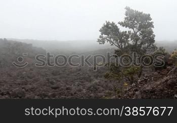 A single tree grows in a fog-covered lava rock landscape in Hawaii