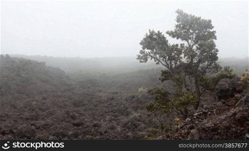 A single tree grows in a fog-covered lava rock landscape in Hawaii