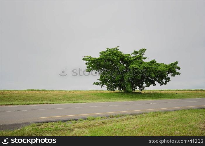 A single tree next to a tar road in the countryside