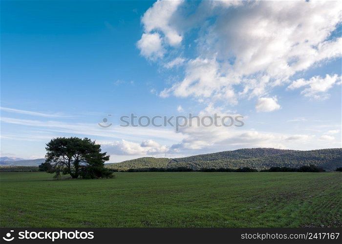 A single tree standing alone in the meadow. Greece.. A single tree standing alone in the meadow