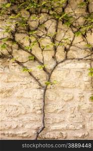 A single vine growing on a stone wall branches out as it reaches higher.