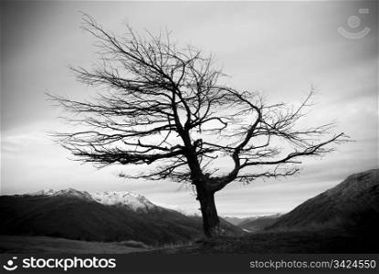 A single weathered tree stands without leaves on a mountain ridge