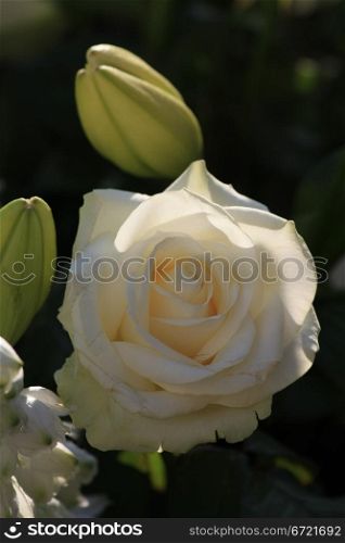 A single white rose in the sunlight