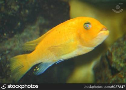 A single yellow cichlid, (Labidochromis caeruleus) . Ein einzelner gelber Buntbarsch, (Labidochromis caeruleus)