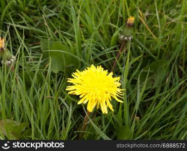a single yellow daffodil in spring on the grass by itself in the day light shining bright and clear