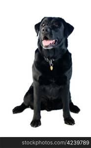 A sitting black labrador dog with a happy expression on his face.