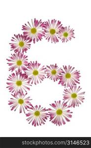 A Six Made Of Pink And White Daisies