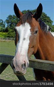 A skewbald horse looking over a gate in a summer paddock