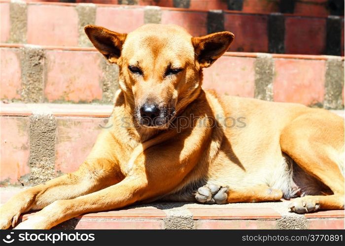 A Sleepy Brown Dog in Sunshine Day