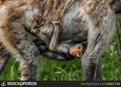 A small baby baboon rides along below it&rsquo;s mother&rsquo;s belly, holding on tight with arms and legs.