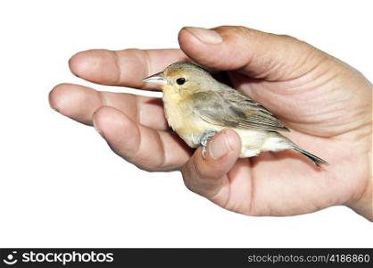 a small bird in a hand on white background