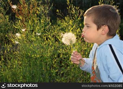 A small boy with big dreams, backlit with afternoon sun holding big dandelion-like plant in hand and blowing.
