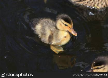 A small brown and yellow duckling, close up,