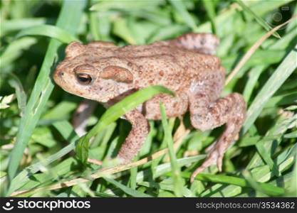 A small brown toad sitting in the grass