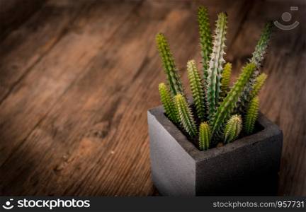 A small cactus in a black square pot on wooden table with vignette and vintage tone, selective focus.