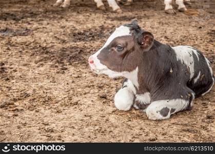 A small calf lies on the soil in the camp by the rest of the cows