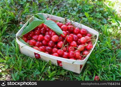 a small crate with cherries in the garden