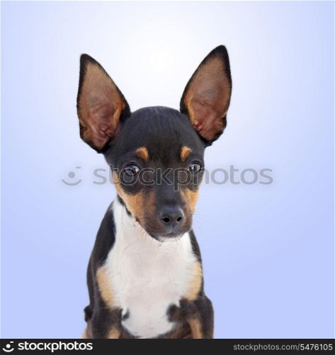 A small dog Chihuahua isolated on a over blue background&#xA;&#xA;