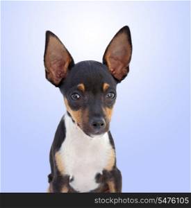 A small dog Chihuahua isolated on a over blue background&#xA;&#xA;