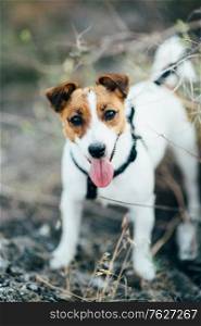 a small dog of the Jack Russell Terrier breed on a walk with its owners