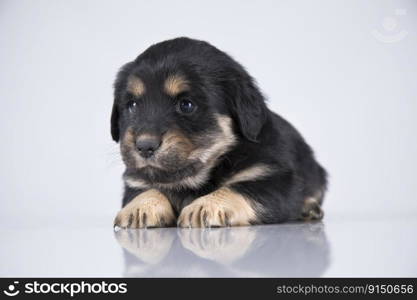 A small dog on a white background