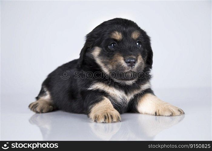 A small dog on a white background