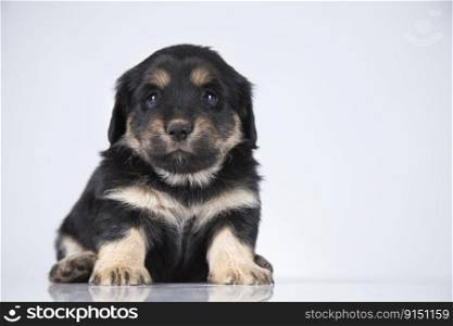 A small dog on a white background