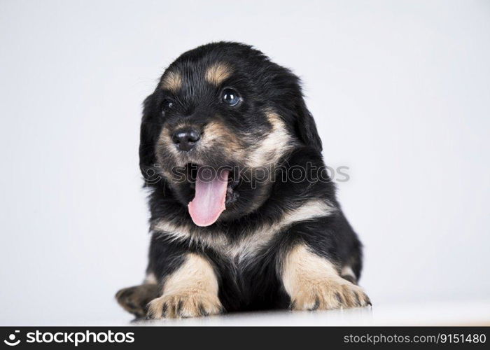 A small dog on a white background