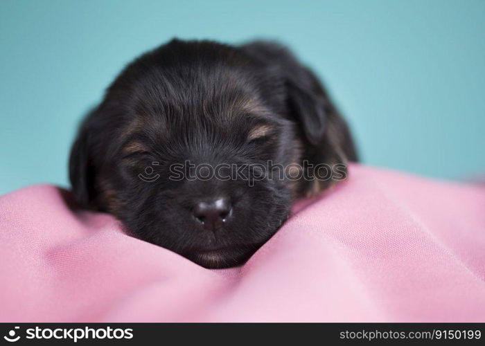 A small dog, sleeps on a pink blanket