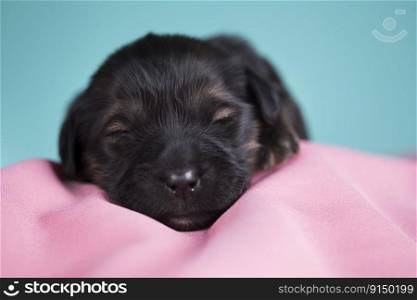 A small dog, sleeps on a pink blanket