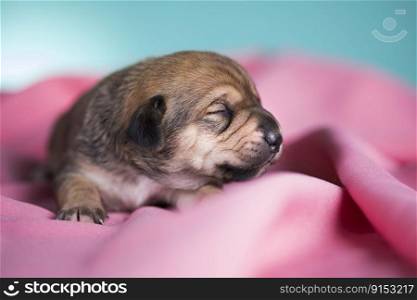 A small dog, sleeps on a pink blanket