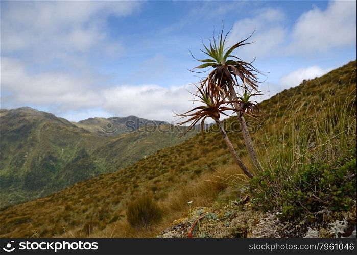 A small dracophyllum plant overlooks an alpine valley on the West Coast of New Zealand