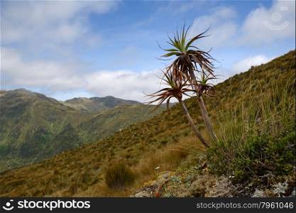 A small dracophyllum plant overlooks an alpine valley on the West Coast of New Zealand