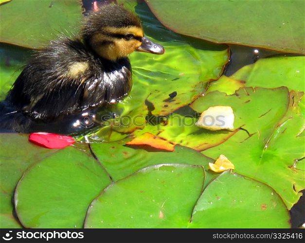 A small duck with water lilies