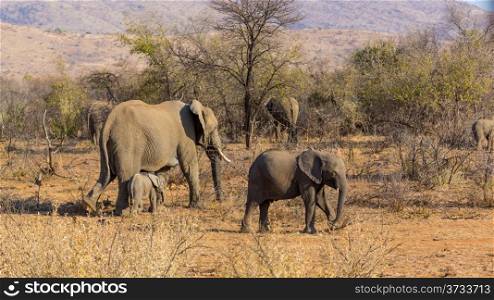 A small elephant herd wandering in the grasslands of South Africa&rsquo;s Pilanesberg National Park