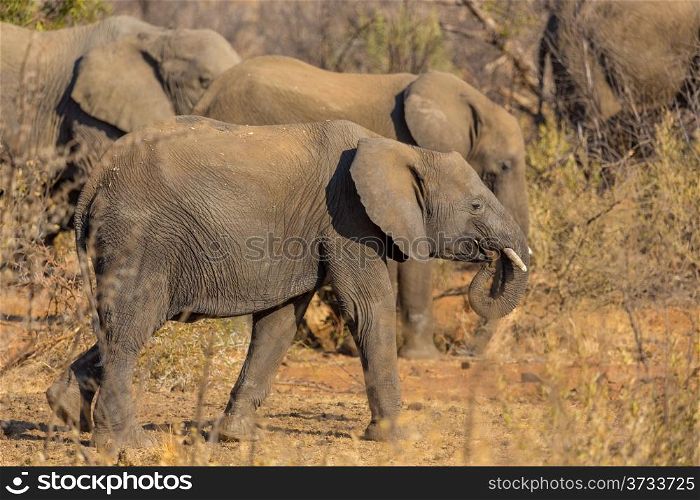 A small elephant herd wandering in the grasslands of South Africa&rsquo;s Pilanesberg National Park