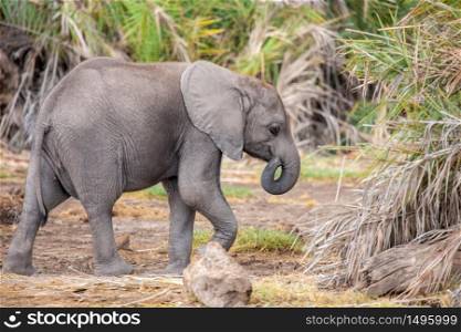a small elephant is walking, on safari in Kenya