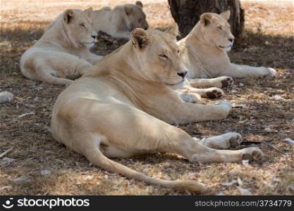 A small family of white lions indigenous to South Africa
