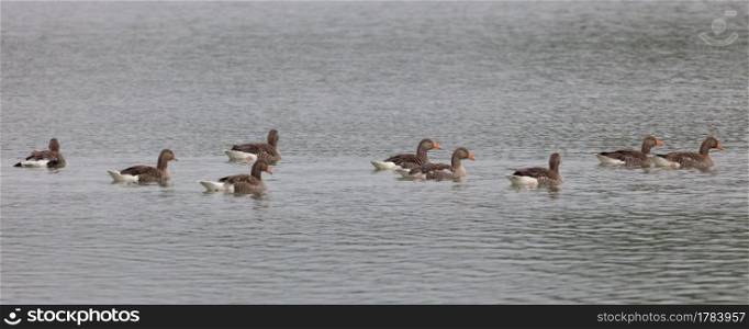 A small flock of Greylag Geese swimming on a lake in the UK