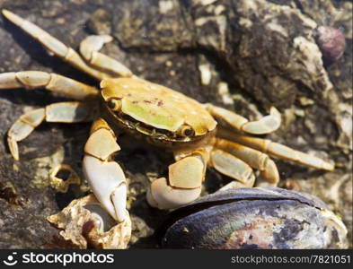 A small green and yellow beach crab looking upwards with pincers at the ready to protect itself from predators.