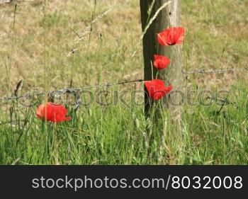 A small group of red poppies in a field