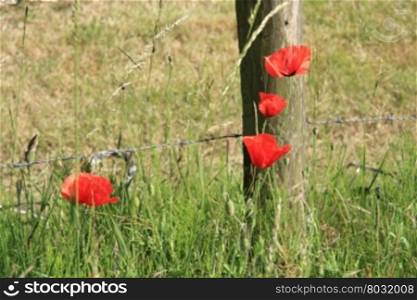 A small group of red poppies in a field